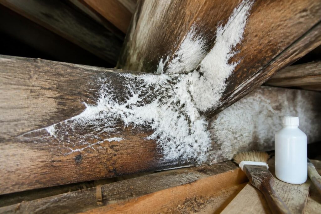 Comment reconnaître et traiter le champignon blanc sur bois humide et charpente